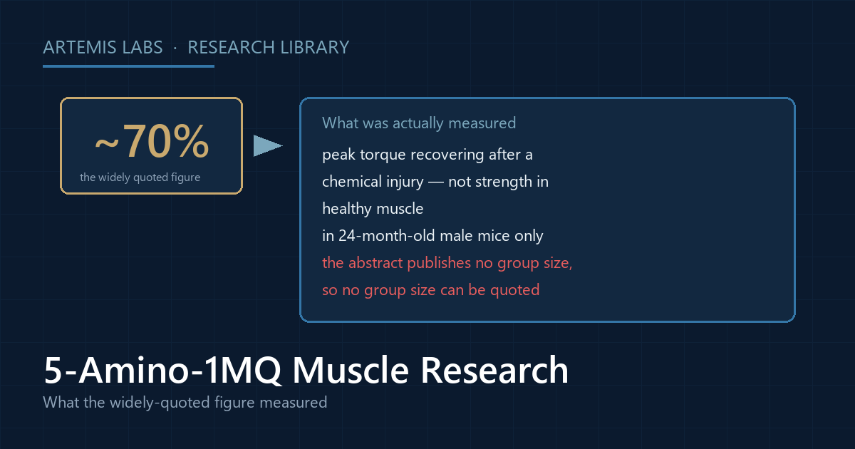 Diagram unpacking the widely quoted 70 percent figure for 5-Amino-1MQ as peak torque recovering after a chemical injury in 24-month-old male mice, with no group size published in the abstract