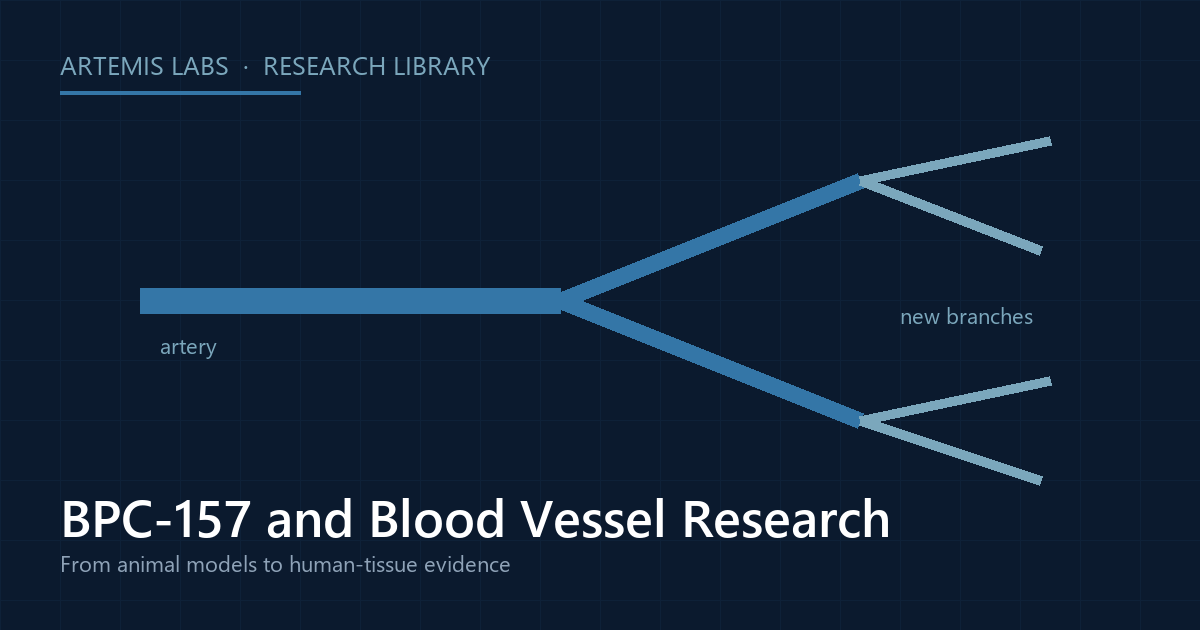Diagram of a branching artery, illustrating BPC-157 blood-vessel research including ex vivo human artery tissue