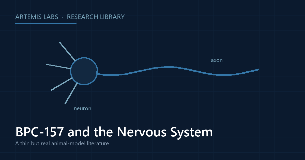 Diagram of a neuron with axon, illustrating BPC-157 nervous-system research in animal models