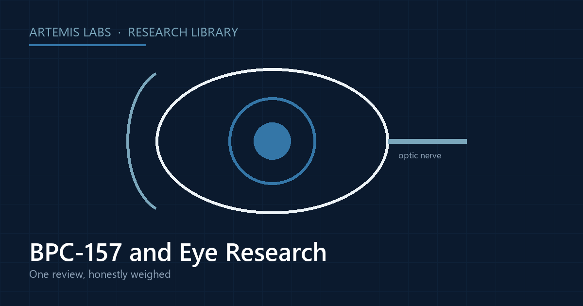 Cross-section diagram of an eye with optic nerve, illustrating BPC-157 eye research in animal models