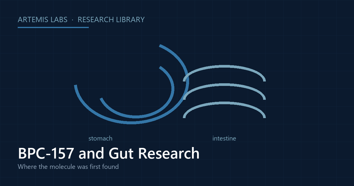 Line diagram of a stomach and intestine, illustrating BPC-157 gut research and its gastric-juice origin