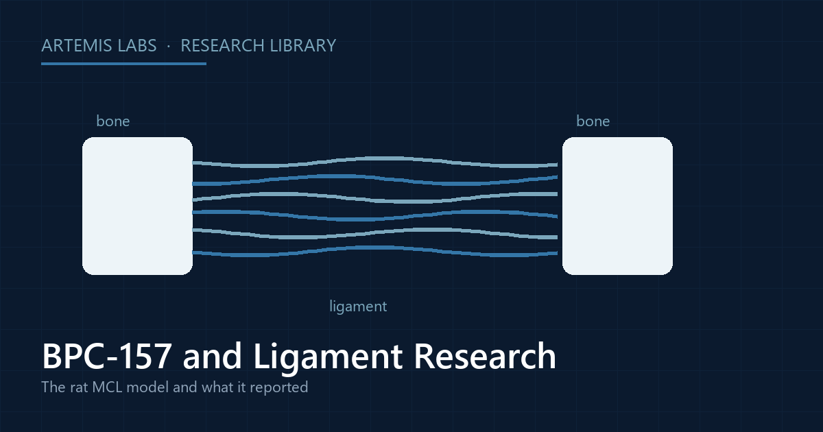 Diagram of a ligament connecting two bones, illustrating the rat MCL model in BPC-157 ligament research