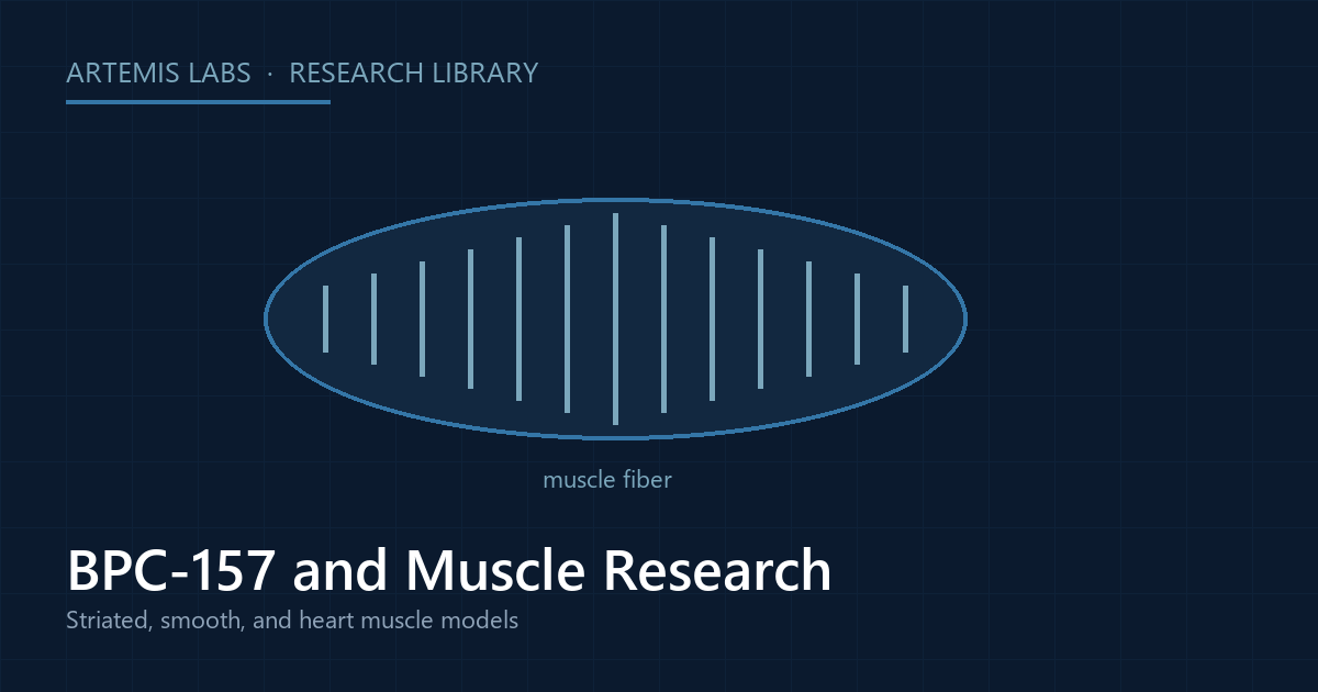 Diagram of a striated muscle fiber, illustrating BPC-157 research across muscle types in animal models