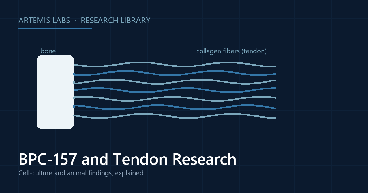 Diagram of collagen fibers anchoring into bone, illustrating BPC-157 tendon research in cell and animal models