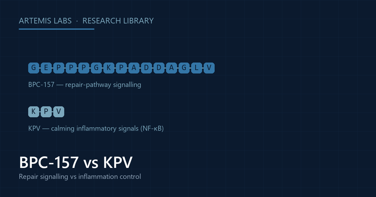 Diagram comparing the 15-amino-acid BPC-157 chain with the 3-amino-acid KPV peptide