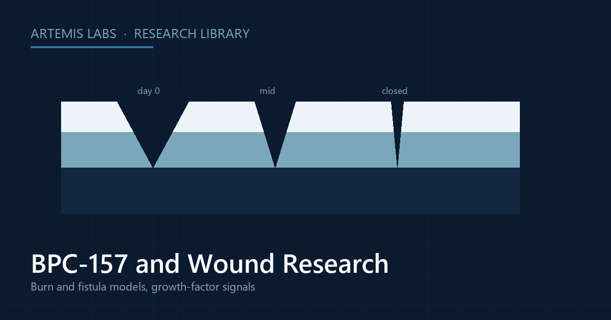 Diagram of skin layers with a wound gap closing in stages, illustrating BPC-157 wound research in animal and lab models