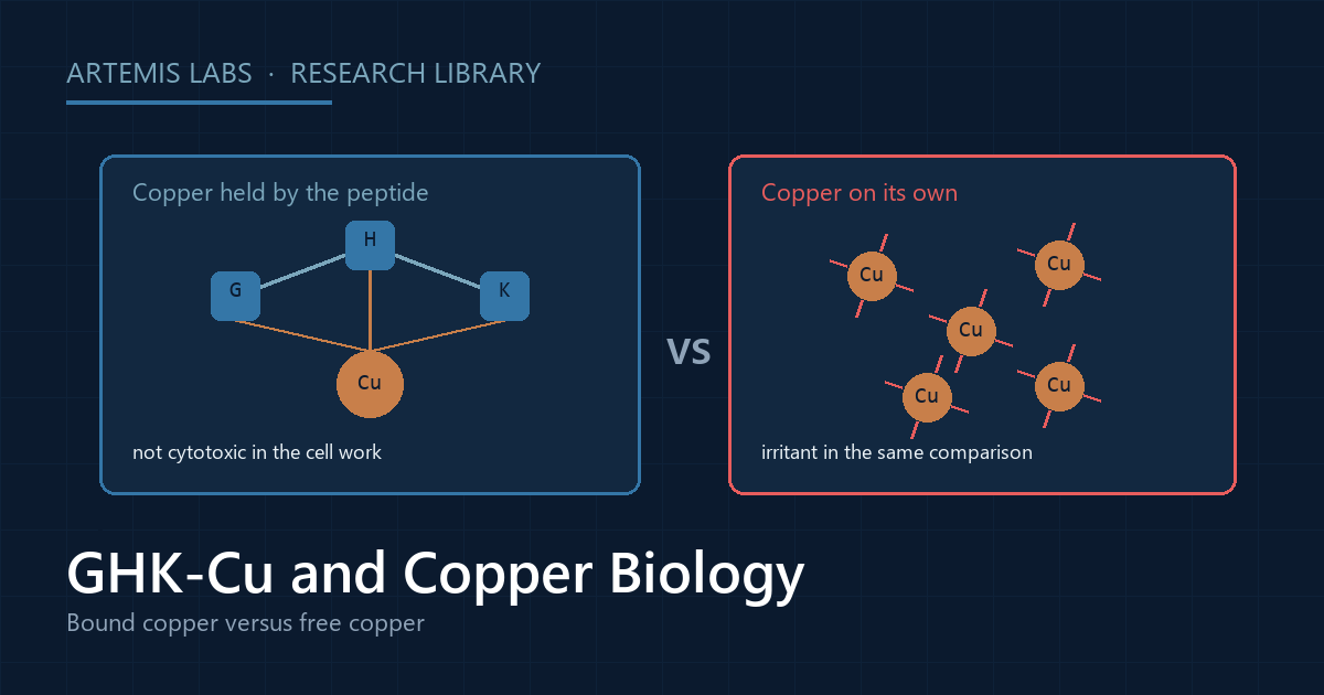 Diagram comparing copper held by the Gly-His-Lys peptide, reported as not cytotoxic in cell work, with loose copper ions reported as irritant in the same comparison