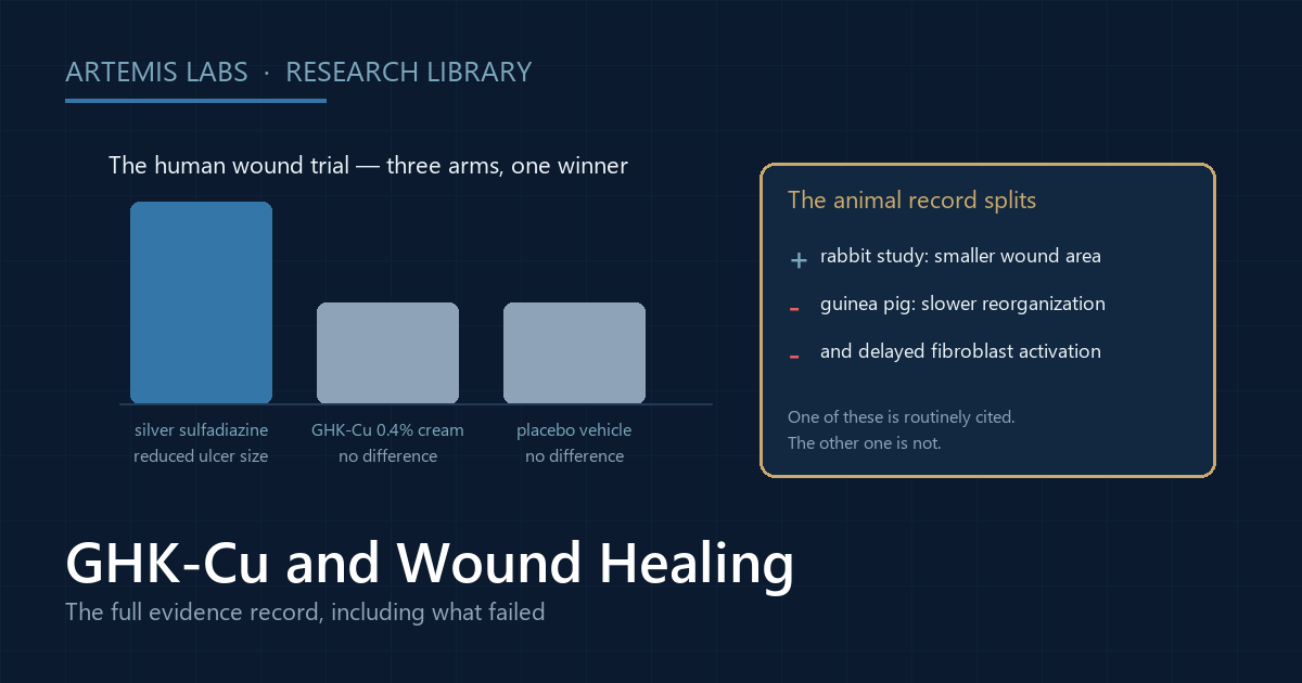 Bar chart of the three-arm human wound trial, in which the comparator cream reduced ulcer size while GHK-Cu and placebo did not differ, beside a panel showing the split animal record