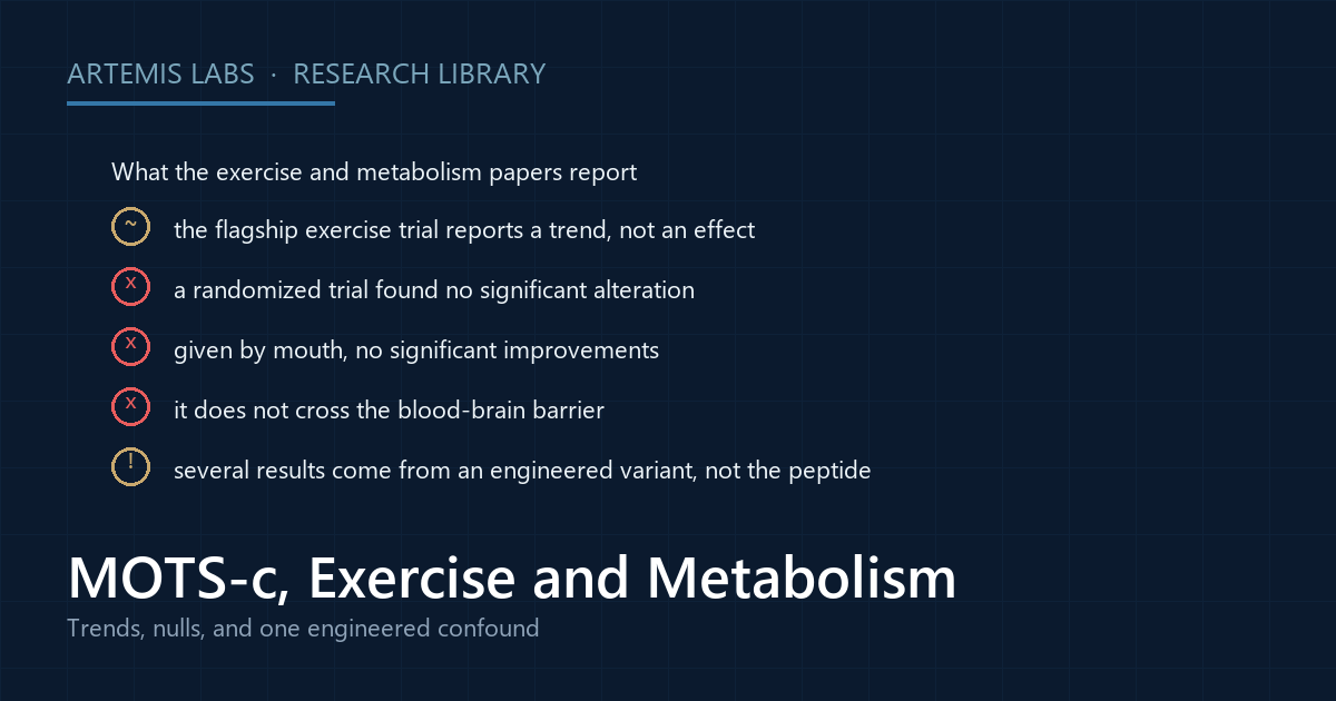 Checklist of the MOTS-c exercise and metabolism findings, marking one reported trend, three null results, and one finding that came from an engineered variant rather than the peptide