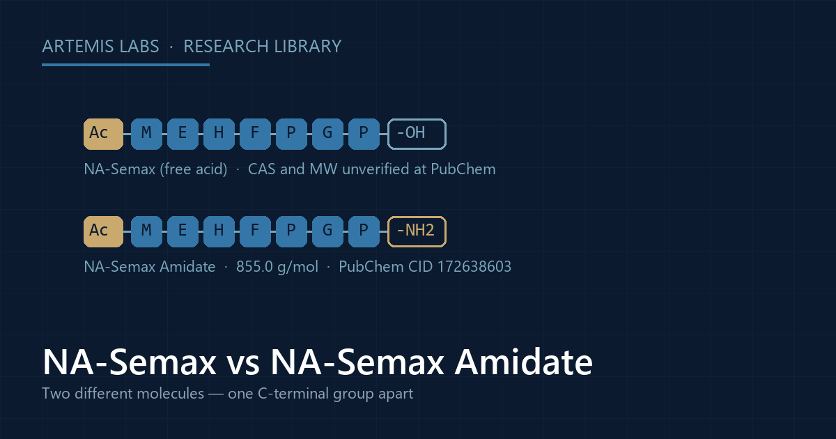 Diagram comparing N-acetyl Semax free acid and N-acetyl Semax amidate, differing at the C-terminus, with the free acid marked unverified at PubChem