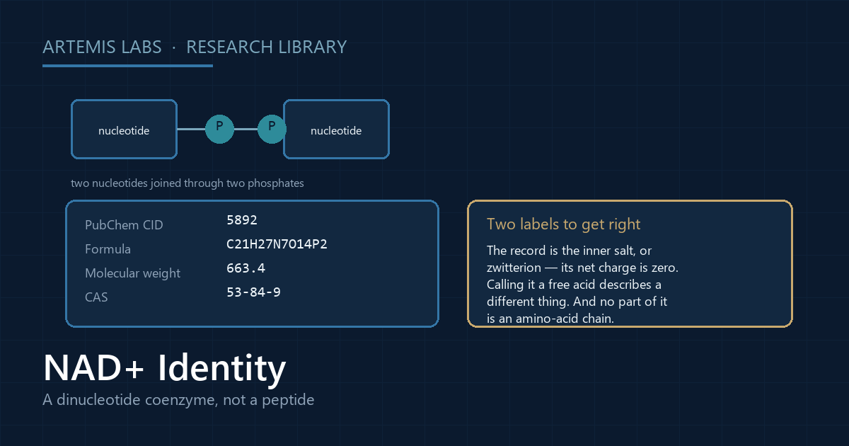 Diagram of NAD+ drawn as two nucleotides joined through two phosphate groups, shown with its PubChem CID, molecular formula, molecular weight and CAS number, and a note that the record is the zwitterion