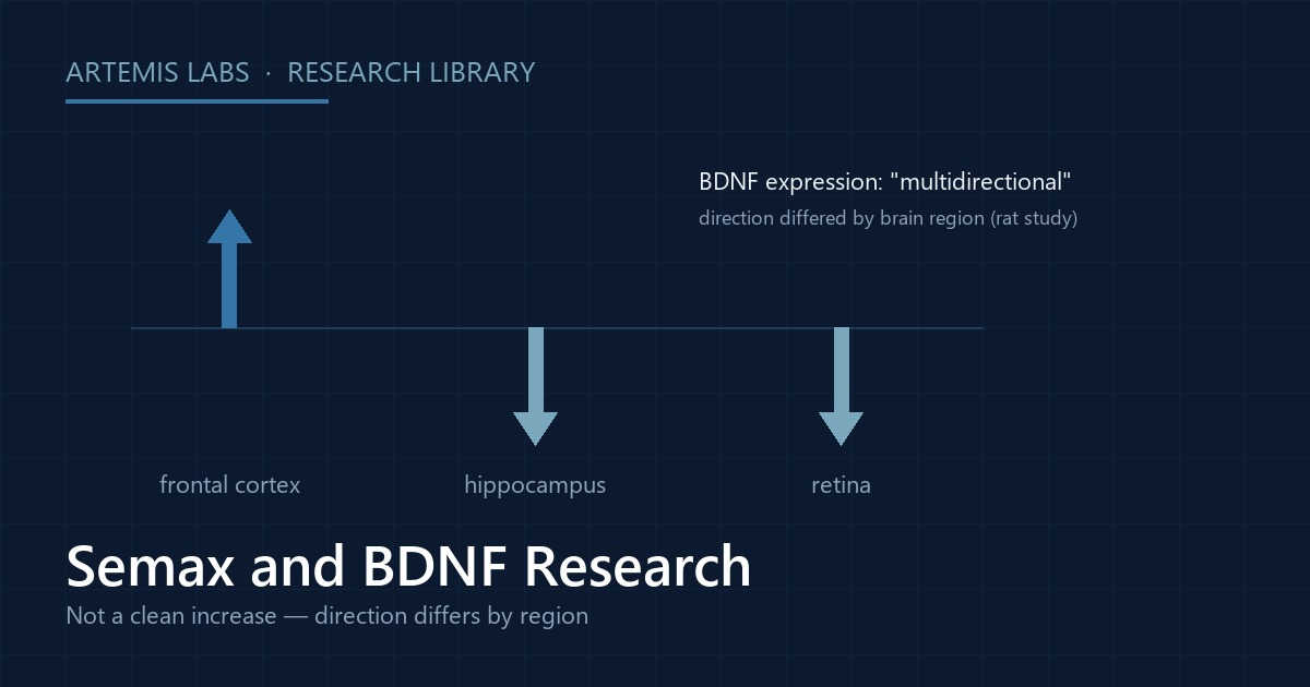 Diagram of BDNF expression arrows pointing up in frontal cortex and down in hippocampus and retina, illustrating the multidirectional rat finding in Semax research