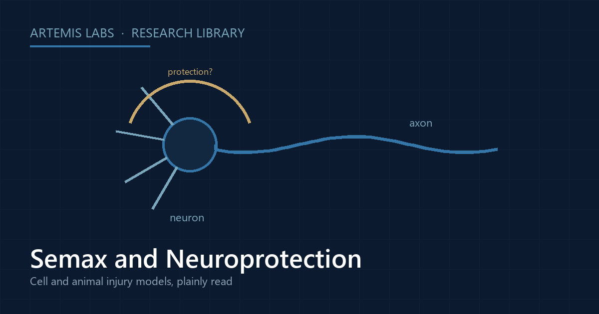 Diagram of a neuron with a protective arc marked with a question mark, illustrating Semax neuroprotection research in cell and animal injury models