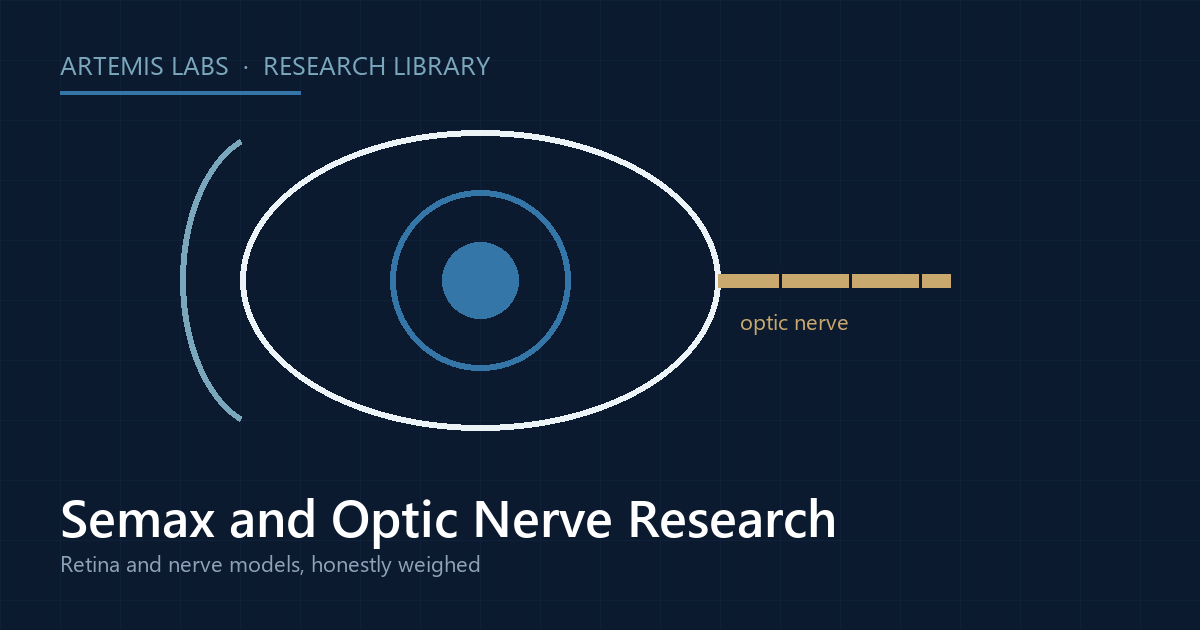 Cross-section diagram of an eye with the optic nerve highlighted, illustrating Semax optic nerve and retina research