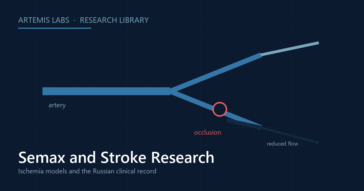 Diagram of a branching artery with an occlusion and reduced downstream flow, illustrating the ischemia models in Semax stroke research
