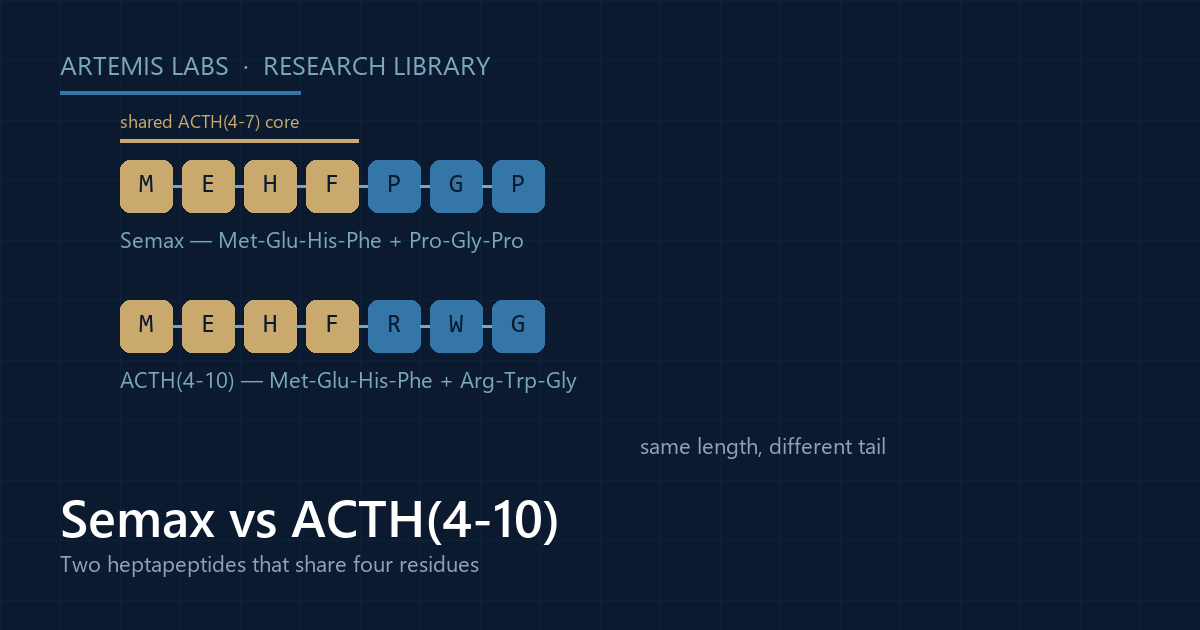 Diagram comparing the Semax heptapeptide MEHFPGP with ACTH(4-10) MEHFRWG, highlighting the shared ACTH(4-7) core and differing tails