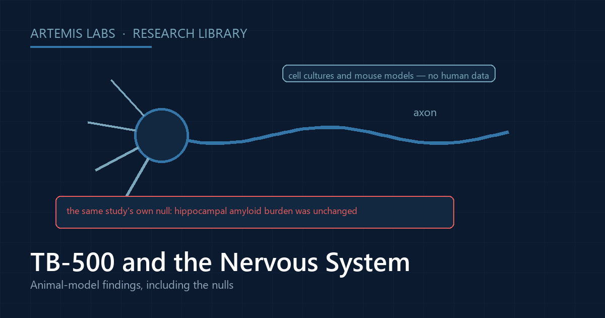 Diagram of a neuron with its axon, illustrating thymosin beta-4 nervous-system research in cell cultures and mouse models, annotated with the same study's null result that hippocampal amyloid burden was unchanged