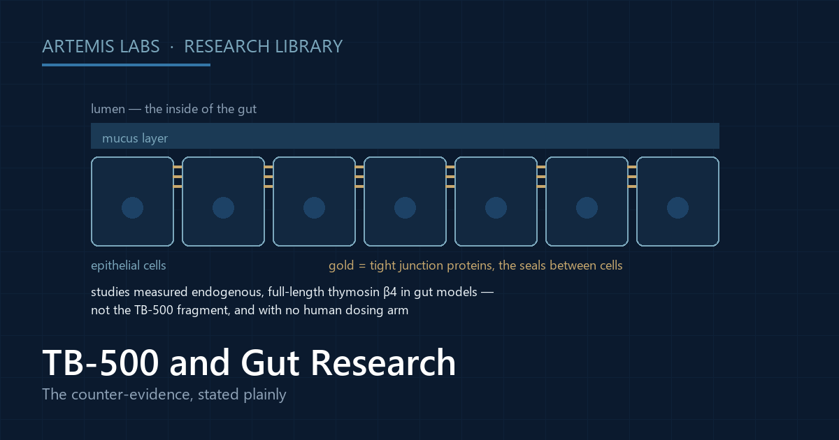 Neutral schematic of the intestinal barrier showing the mucus layer, a row of epithelial cells and the tight junction proteins that seal them, illustrating gut research on endogenous full-length thymosin beta-4