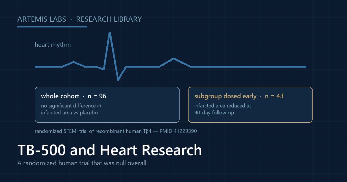 ECG heart-rhythm trace with two result panels from the randomized STEMI trial of recombinant human thymosin beta-4: no significant difference across the 96-patient cohort, and reduced infarcted area in the 43-patient early-dosing subgroup