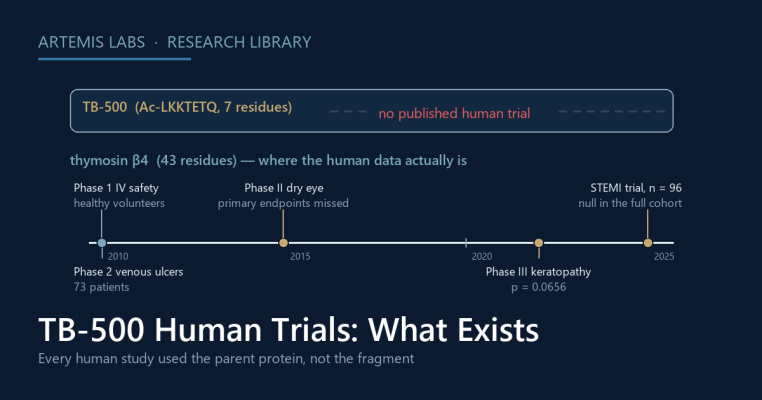 Timeline diagram showing no published human trial of the TB-500 fragment and, on a separate track, the human thymosin beta-4 studies: a Phase 1 intravenous safety study, a Phase 2 venous ulcer trial, a Phase II dry-eye trial that missed its primary endpoints, a Phase III keratopathy trial at p equals 0.0656, and a STEMI trial that was null in the full cohort