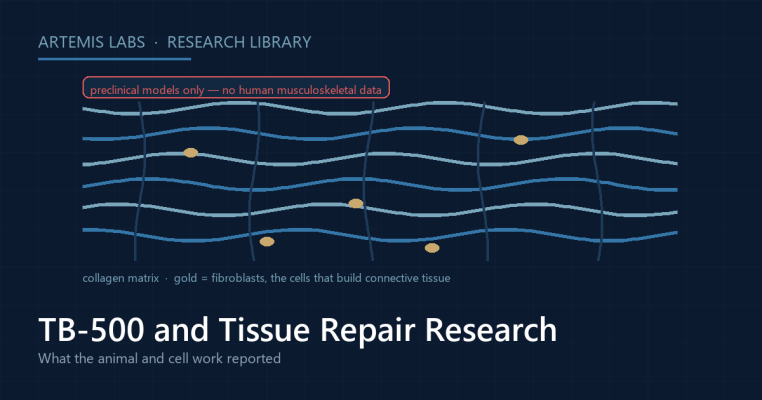 Diagram of a collagen matrix with fibroblasts, illustrating TB-500 and thymosin beta-4 tissue-repair research, labelled as preclinical models with no human musculoskeletal data