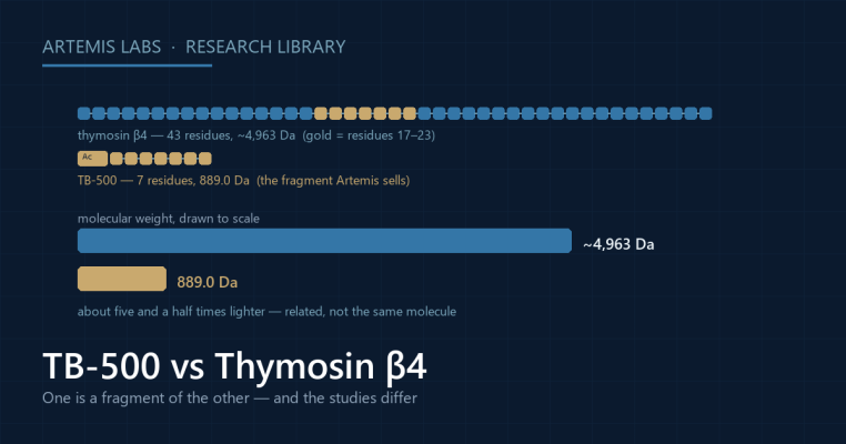 Diagram comparing the seven-residue TB-500 fragment with the 43-residue thymosin beta-4 parent protein, with molecular weight bars drawn to scale at 889.0 daltons against about 4,963 daltons