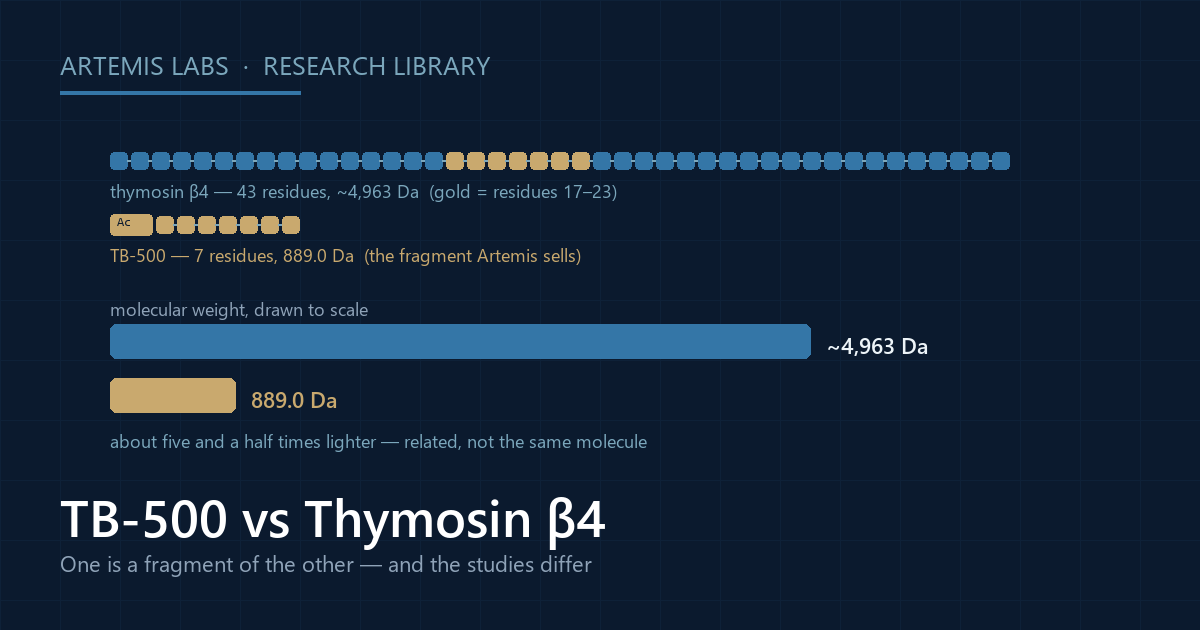 Diagram comparing the seven-residue TB-500 fragment with the 43-residue thymosin beta-4 parent protein, with molecular weight bars drawn to scale at 889.0 daltons against about 4,963 daltons
