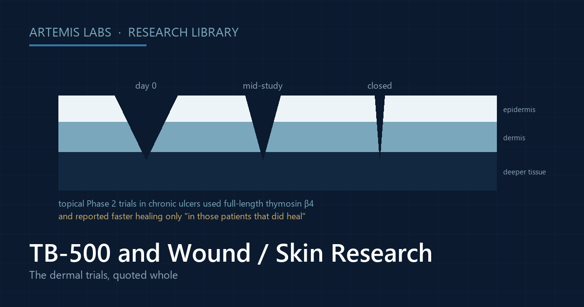 Diagram of skin layers with a wound gap narrowing across three stages, illustrating the topical Phase 2 chronic-ulcer trials of full-length thymosin beta-4