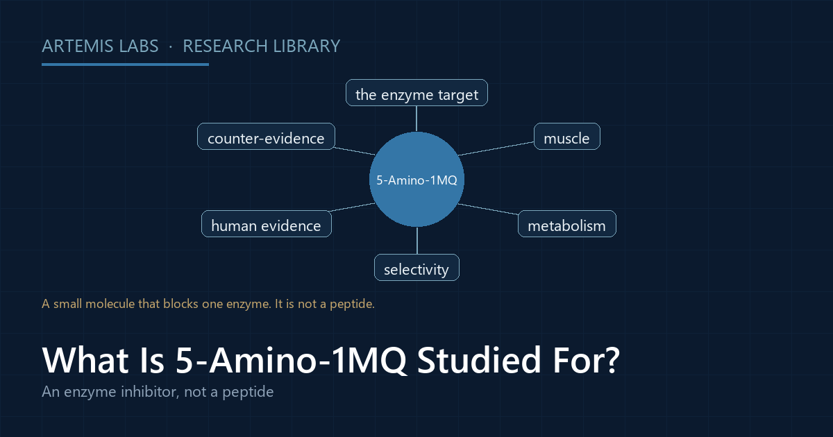 Radial map linking 5-Amino-1MQ to its research areas: the enzyme target, muscle, metabolism, selectivity, human evidence and counter-evidence
