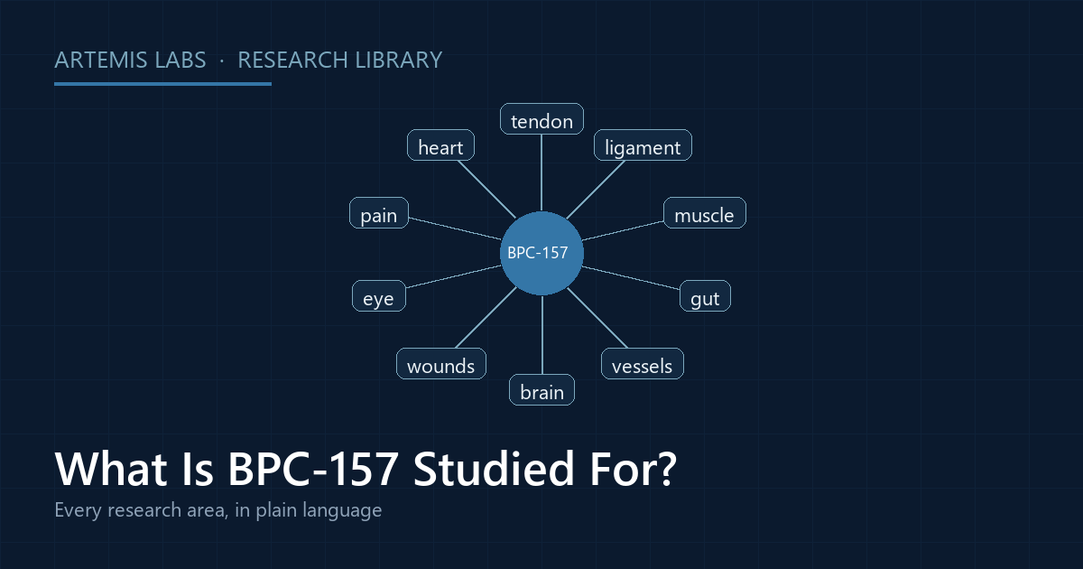 Radial map linking BPC-157 to its research areas: tendon, ligament, muscle, gut, vessels, brain, wounds, eye, pain, and heart