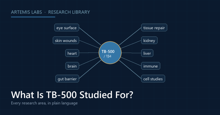 Map linking TB-500 and thymosin beta-4 to the research areas studied: eye surface, skin wounds, heart, brain, gut barrier, tissue repair, kidney, liver, immune and cell studies